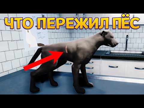 Видео: ЧТО ПЕРЕЖИЛ ПЁС ( Animal Shelter )