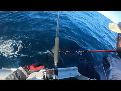 Видео: Невероятно! Такого вы ещё не видели!!! Поймала сразу два тунца!