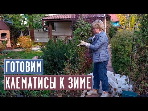 Видео: ОТПРАВЛЯЕМ КЛЕМАТИСЫ НА ЗИМОВКУ 🌟 Как правильно укрыть клематис? / Садовый гид