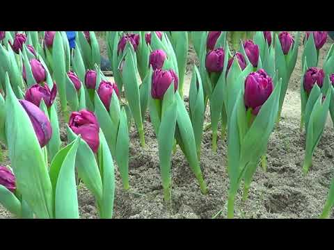 Видео: Выгонка тюльпанов. Теплицы наших клиентов 3