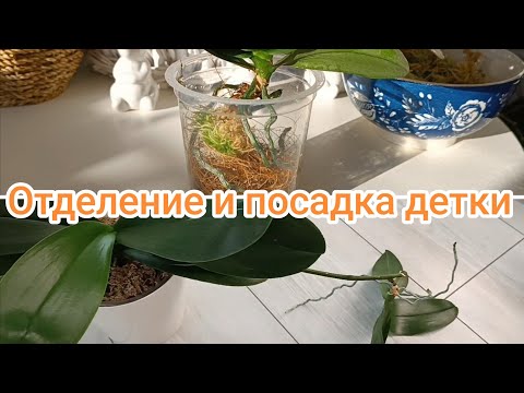 Видео: СРОЧНО отделяю ДЕТКУ на орхидее Кобрион!!! ПОСАДКА и дальнейшая судьба детки✅ #орхидеи