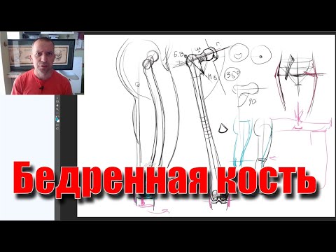 Видео: Строение и функции бедренной кости человека - А. Рыжкин