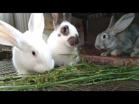 Видео: КРОЛИКИ НАБРАЛИ ВЕС НА ДЕШЁВОМ КОРМЕ,ЗА МЕСЯЦ!