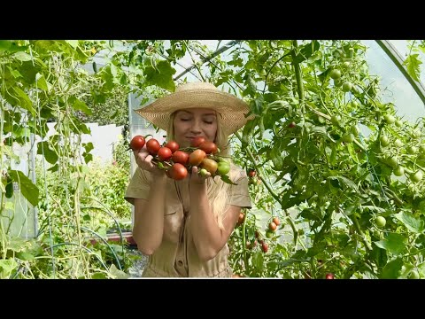 Видео: ОБЗОР МОИХ ТОМАТОВ В ТЕПЛИЦЕ И ОТКРЫТОМ ГРУНТЕ / УРОЖАЙ В КОНЦЕ АВГУСТА