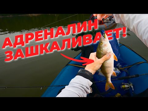 Видео: РЫБАЛКА ВО ВРЕМЯ ЖОРА РЫБЫ | Бешеный улов на спиннинг
