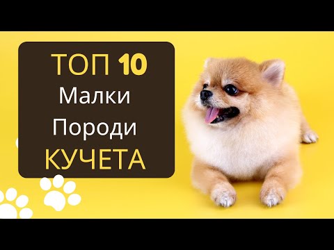 Видео: ТОП 10 малки породи кучета и техните характери - Част 1