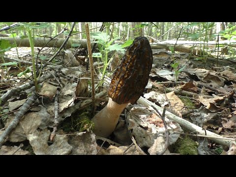Видео: Сморчки - мастера маскировки! "Дневник грибника" 16 мая 2023.