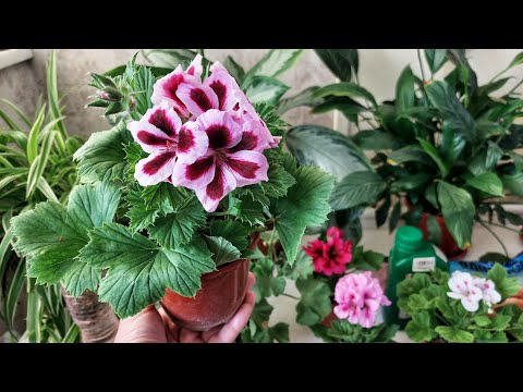 Видео: ГЕРАН ЗЎР ВА ЧАМАН ГУЛЛАШИ УЧУН ШУ АРЗОН ОЗУҚАНИ БЕРИНГ.