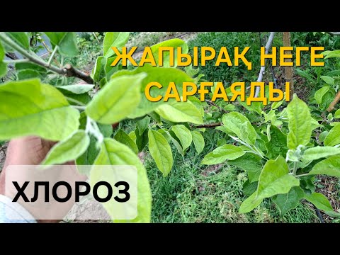 Видео: АЛМА ХЛОРОЗЫН ЕМДЕУ, Элементтер Тапшылығын Анықтау. жапырақ неге сарғаяды