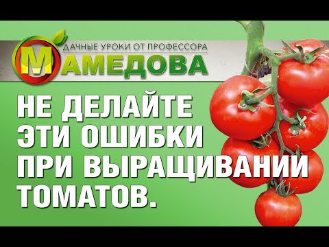 Видео: 🍅 Не делайте ЭТИ Ошибки при Выращивании Томатов. Рекомендации профессора Мамедова