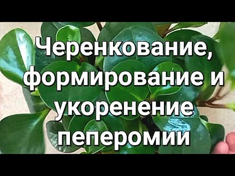 Видео: Пеперомия. Черенкование, формирование, укоренение. Подробно обо всем. #комнатныерастения#пеперомия