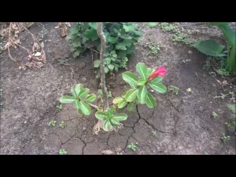 Видео: Адениум в открытом грунте
