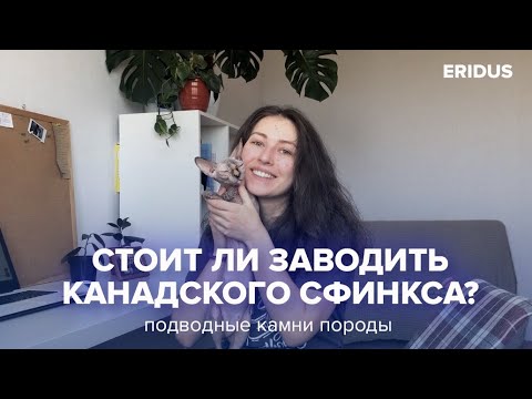 Видео: Стоит ли заводить канадского сфинкса? Подводные камни породы