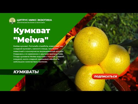 Видео: кумкват Мейва/82 B F. crassifolia