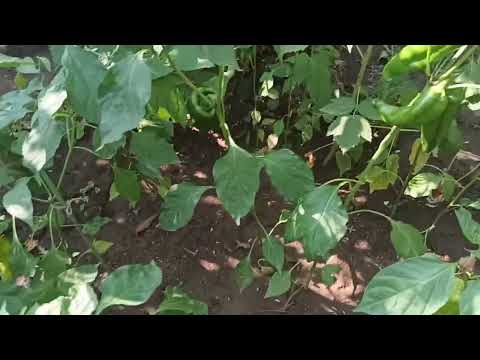 Видео: Как е градината - без пръскане