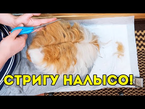 Видео: Подстригла И Побрила МОРСКУЮ СВИНКУ. ОН ПРОСИЛ ОСТАНОВИТЬСЯ! SvinkiShow