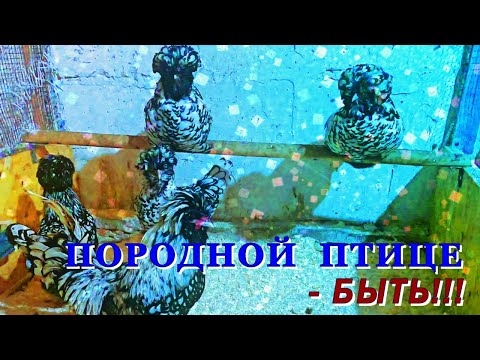 Видео: Породной птице - БЫТЬ!!! Жизнь в деревне!