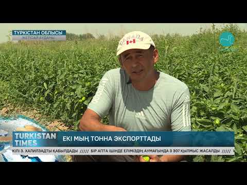 Видео: Шаруалар екі мың тонна қарбыз экспорттады