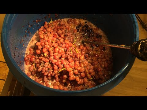 Видео: Виноградный бренди ч1. Ставим брагу из винограда.
