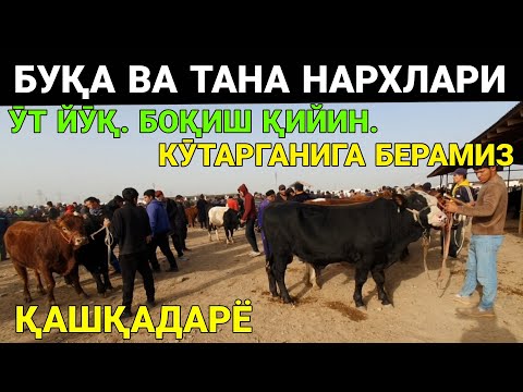 Видео: БОҚИШ ҚИЙИН. ҚӮТАРГАНИГА БЕРАМИЗ. БУҚА ВА ТАНА НАРХЛАРИ. 3-ОКТАБР ҚАШҚАДАРЁ ҚАРШИ 2025-ЙИЛ