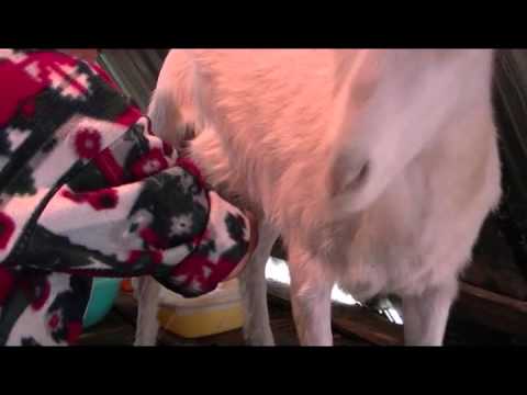 Видео: Маленькие секреты козоводства. Дарю секрет идеально чистого и здорового молочка