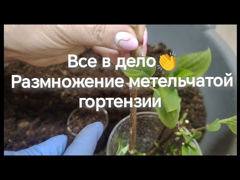 Видео: Способ размножения метельчатой гортензии! Все в дело!!!