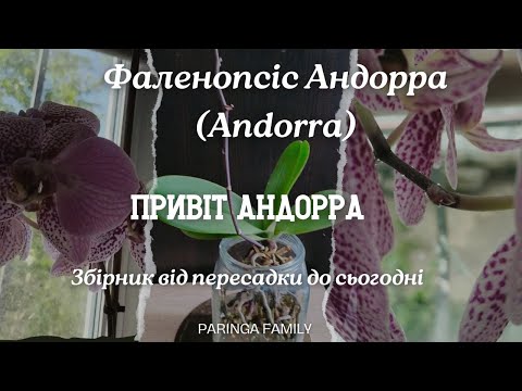 Видео: Мої орхідеї  Андорра  Від пересадки в банку до сьогодні  Які коренці!!!