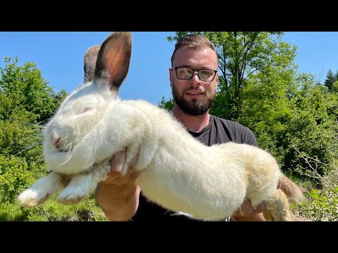 Видео: МЯСО КРОЛИКА В ТОМАТНОМ СОУСЕ. ТРАДИЦИОННОЕ ПРИГОТОВЛЕНИЕ ПОД КРЫШКОЙ.