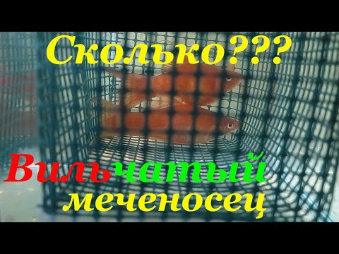 Видео: Меченосец вильчатый рожает мальков Меченосцы размножение