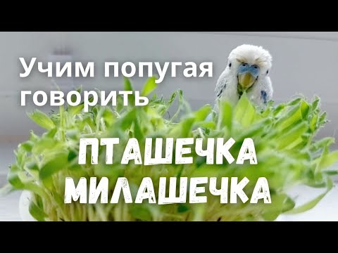 Видео: Учим попугая говорить Пташечка-Милашечка
