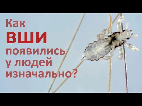 Видео: Как появились вши у человека изначально?