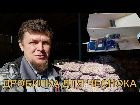 Видео: ГОТОВИМ ЧЕСНОК ДЛЯ ПОСАДКИ.  ДРОБЛЕНИЕ ЧЕСНОКА НА ЗУБКИ