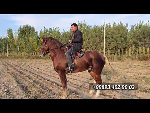 Видео: Ot sotiladi 🐎                                        #horse #лошади #youtubeshorts #youtube #horse 