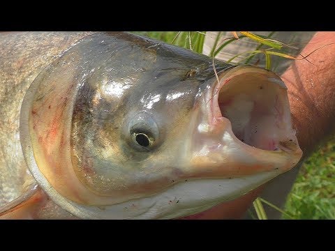 Видео: Жор толстолоба на кашу со сгущенкой. My fishing