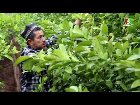 Видео: ТВС | Тавсияҳои деҳқон: Лимонпарварӣ