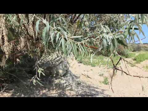 Видео: Миржаново ч 2