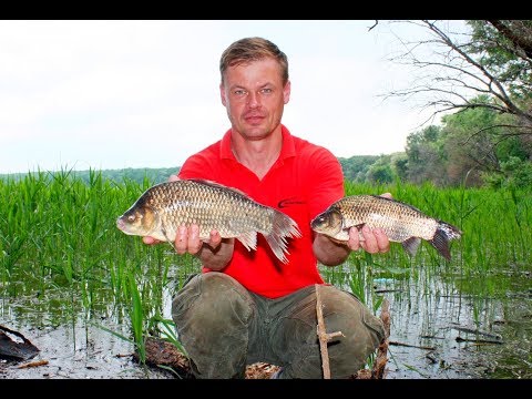 Видео: ЛОВЛЯ КАРАСЯ НА ПОПЛАВОЧНУЮ УДОЧКУ. ЭТИ МОНСТРЫ РАЗГИБАЮТ КРЮЧКИ!!! Рыбалка в камышах