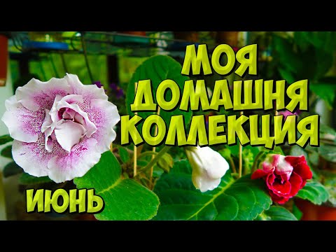 Видео: Мои комнатные растения Фиалки, Глоксинии. Обзор фиалок, глоксиний