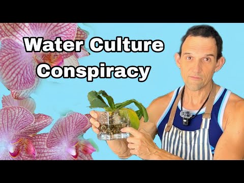 Видео: Что нужно знать, прежде чем приступать к водному выращиванию орхидей.