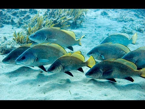 Видео: Рыбы Черного моря.