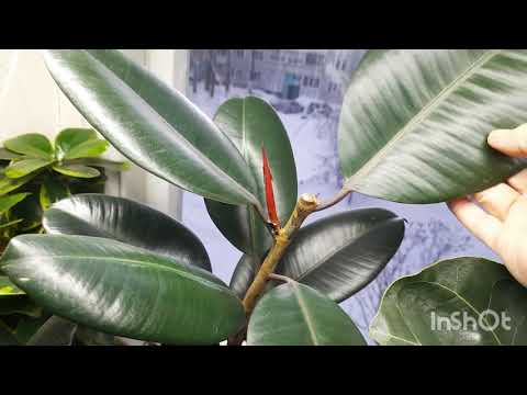 Видео: Абиджан и Мелани, обзор фикусов, ч.3