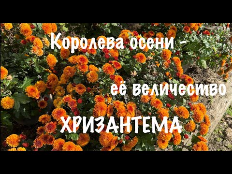 Видео: Зачем мне столько хризантем? Где и как зимуют? Отвечаю на Ваши вопросы