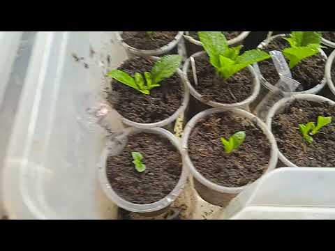 Видео: ОСМОТР ЧЕРЕНКОВ И МАТОЧНИКОВ МЕТЕЛЬЧАТОЙ ГОРТЕНЗИИ.