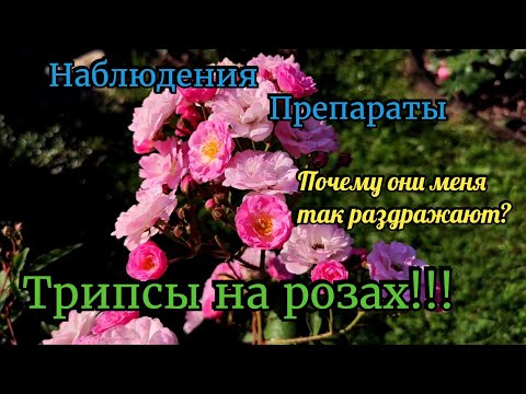 Видео: Трипсы на розах. Действенные препараты. Наблюдения, методы борьбы. Роза, трипс. инсектициды. Сад