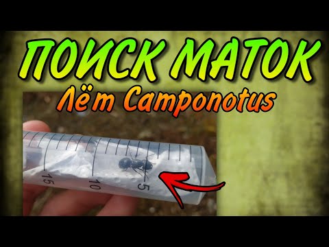 Видео: Поиск Маток! Лёт Camponotus Herculeanus & Ligniperda
