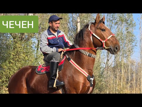 Видео: ЧЫКТЫ САТЫЛДЫ 