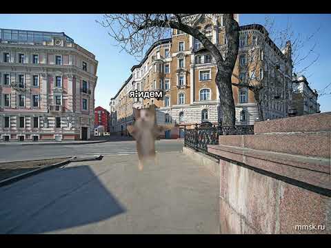 Видео: Кошачья жизнь (7 часть)