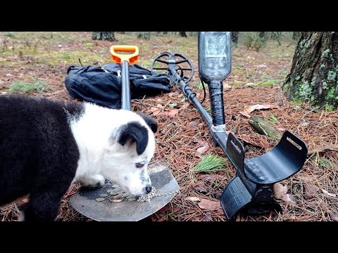 Видео: Золотишко! Серебрянная цепочка! Кошель монет! Это просто клад !!!