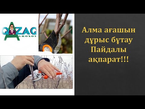 Видео: Алма ағашын ДҰРЫС қырқу, бұтау…   #алма #қырқу #қазақша #обрезка #алма #pruning #жеміс