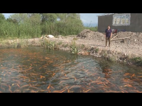 Видео: 40 тонн рыбы выращивают в селе Сортобе в Жамбылской области